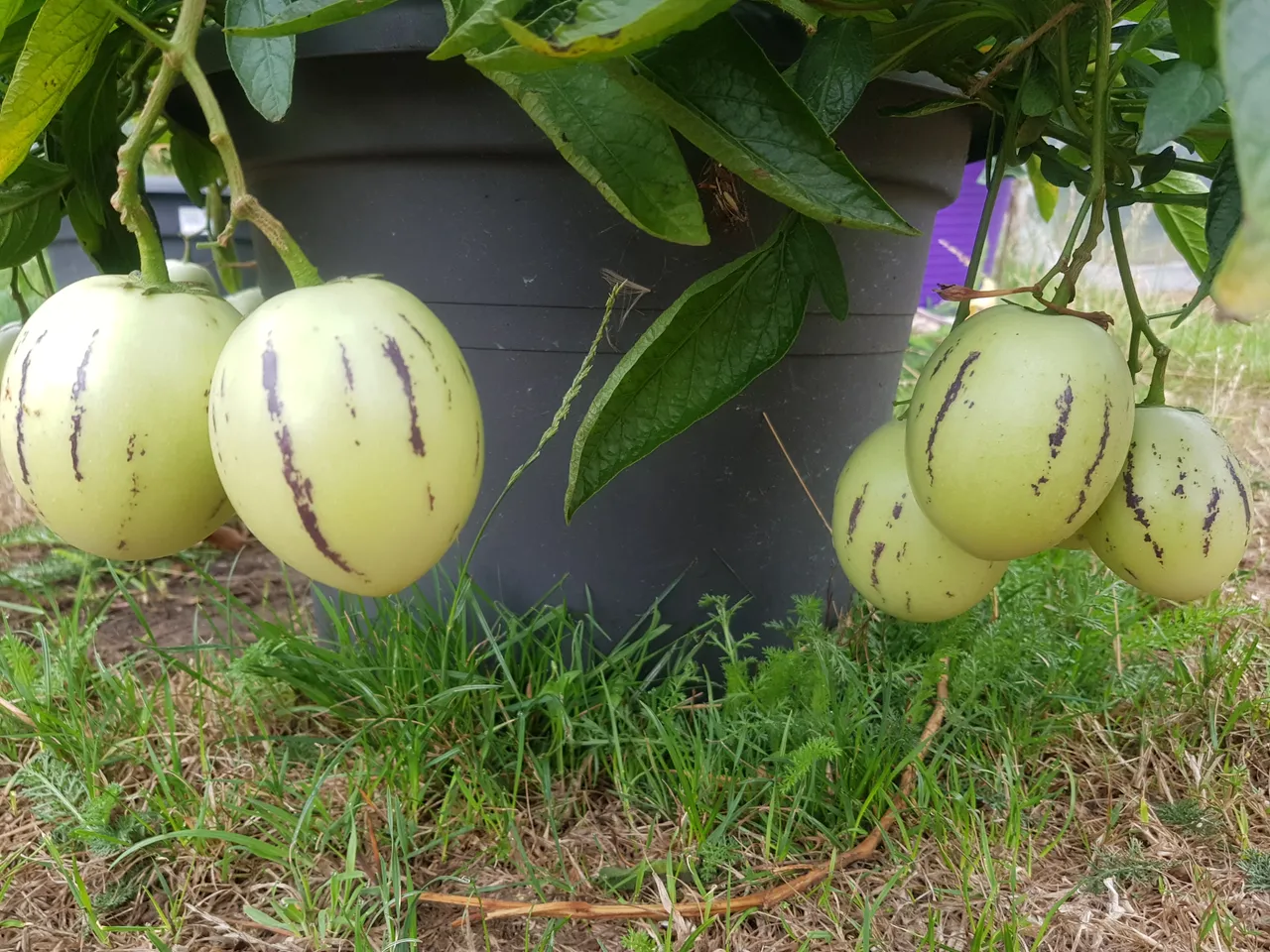 20180814_083049.jpg