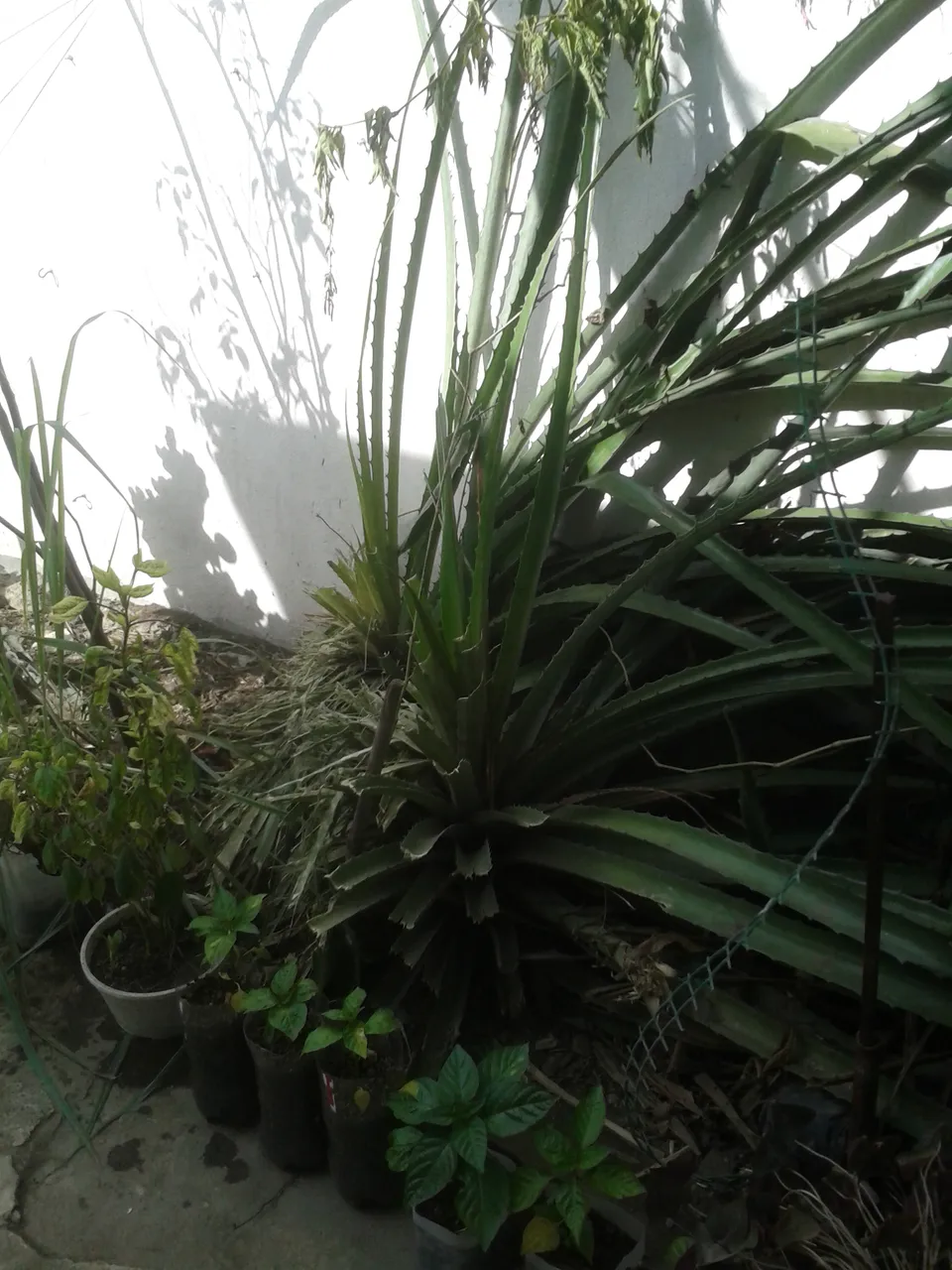 20190628_155538.jpg