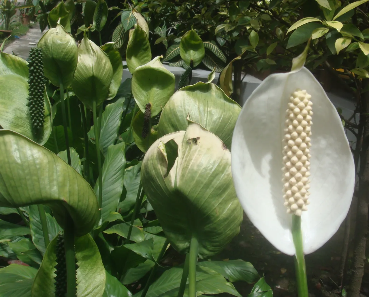 Peace Lily .JPG