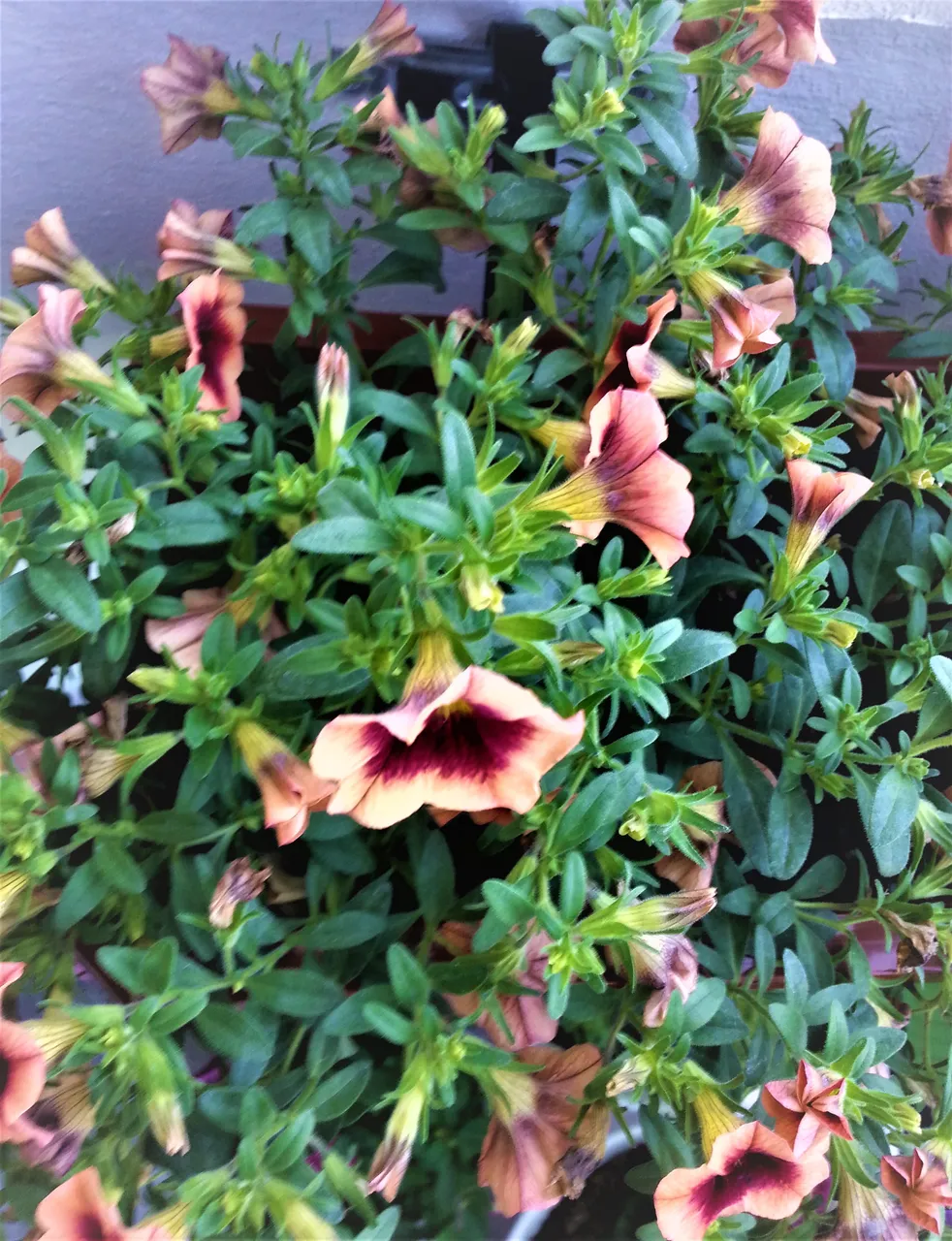 20180530_083335.jpg