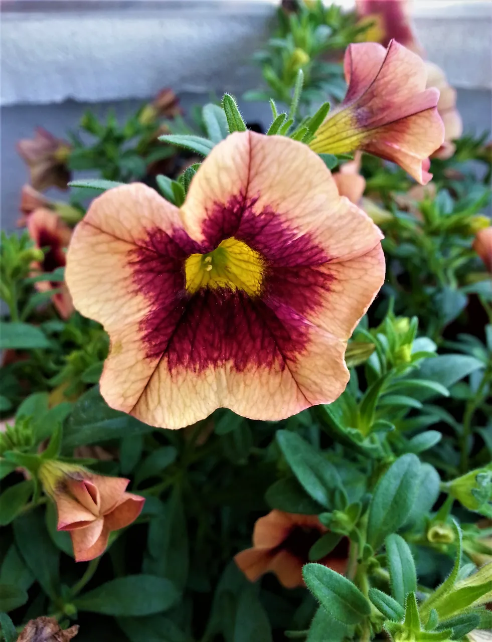 20180530_083330.jpg