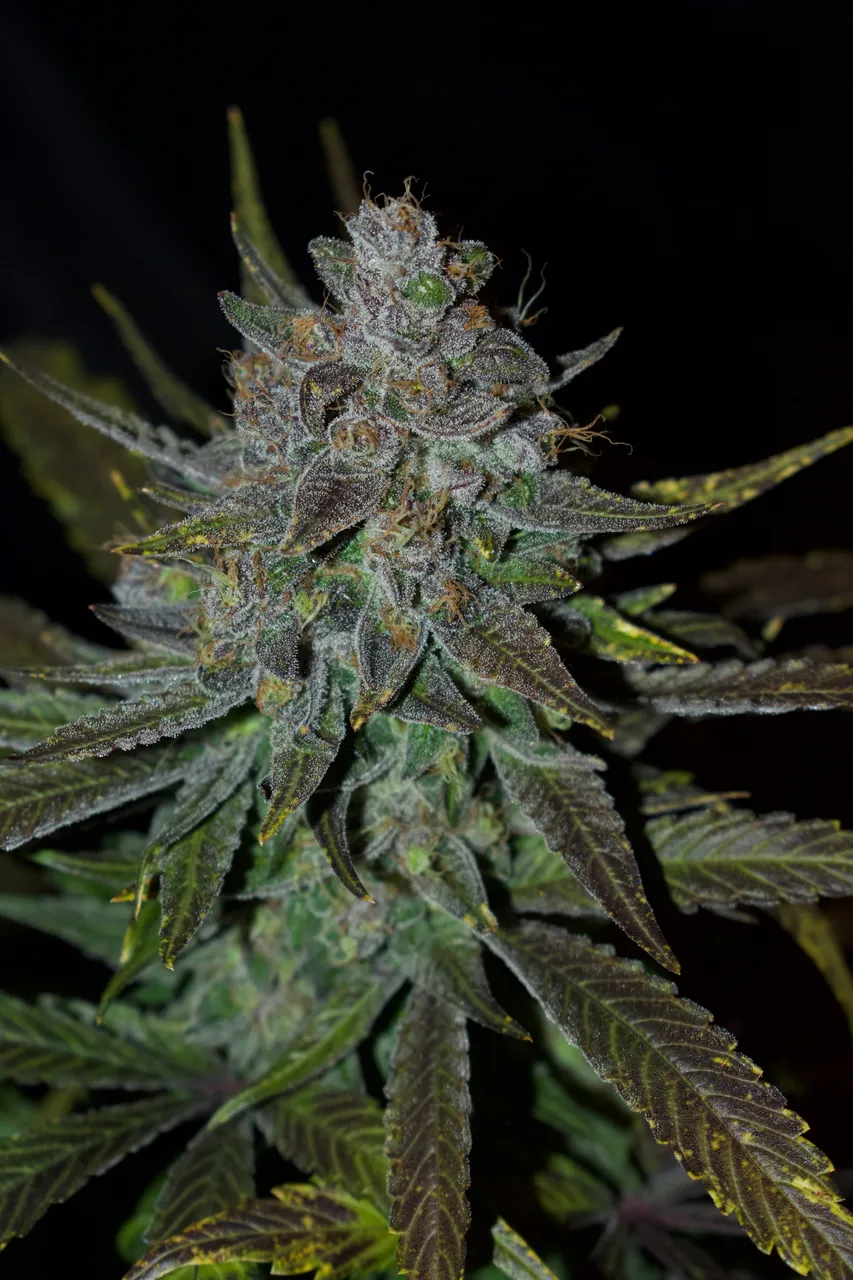 Plant 8 (b).jpg