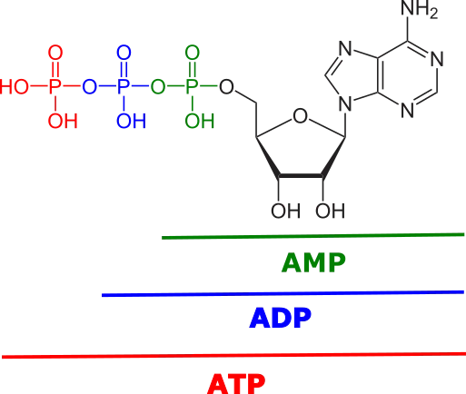 AMP ADP ATP.png