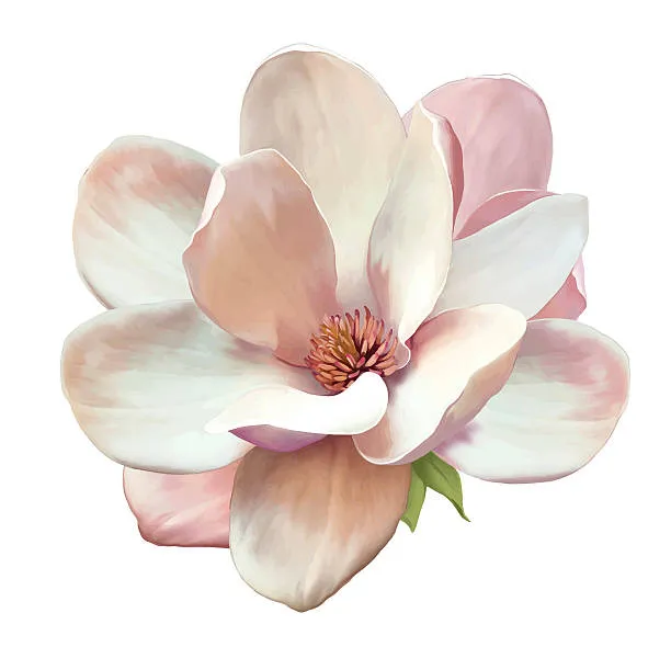 magnoliablossom.jpg