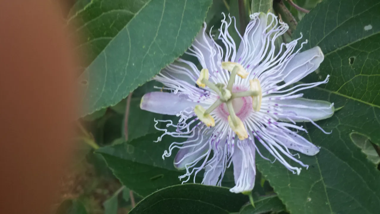 20180716_192631.jpg