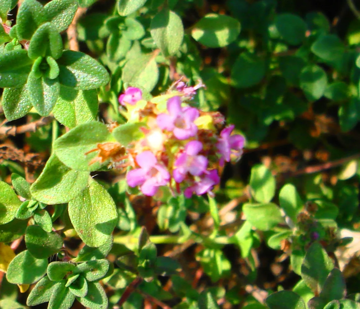 DSC01737-111111.jpg
