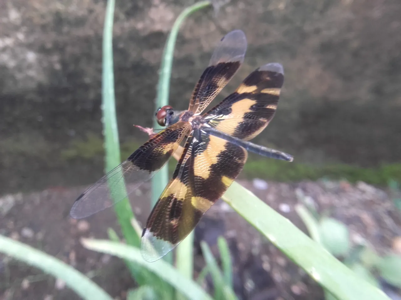 20180831_164102.jpg