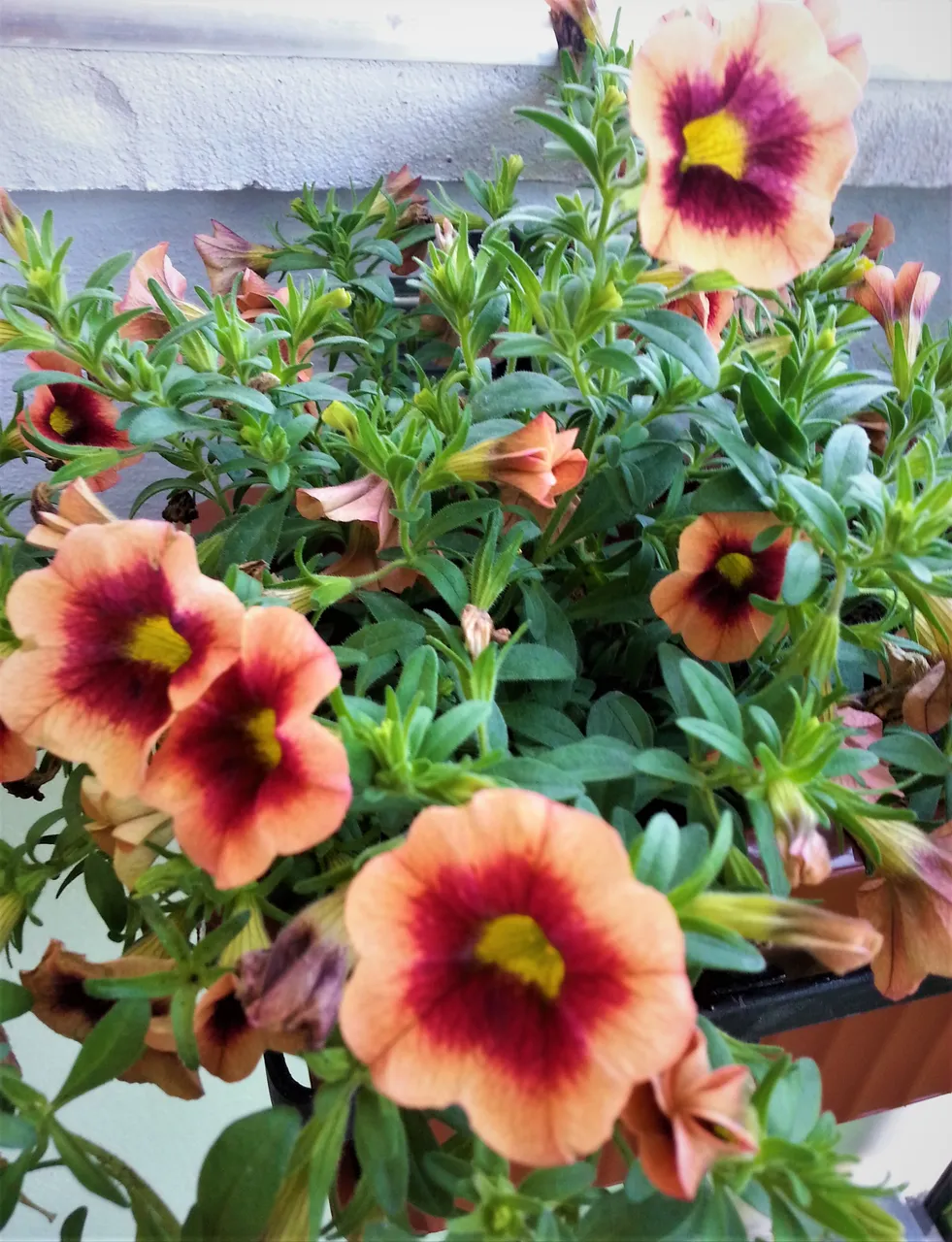 20180530_083308.jpg