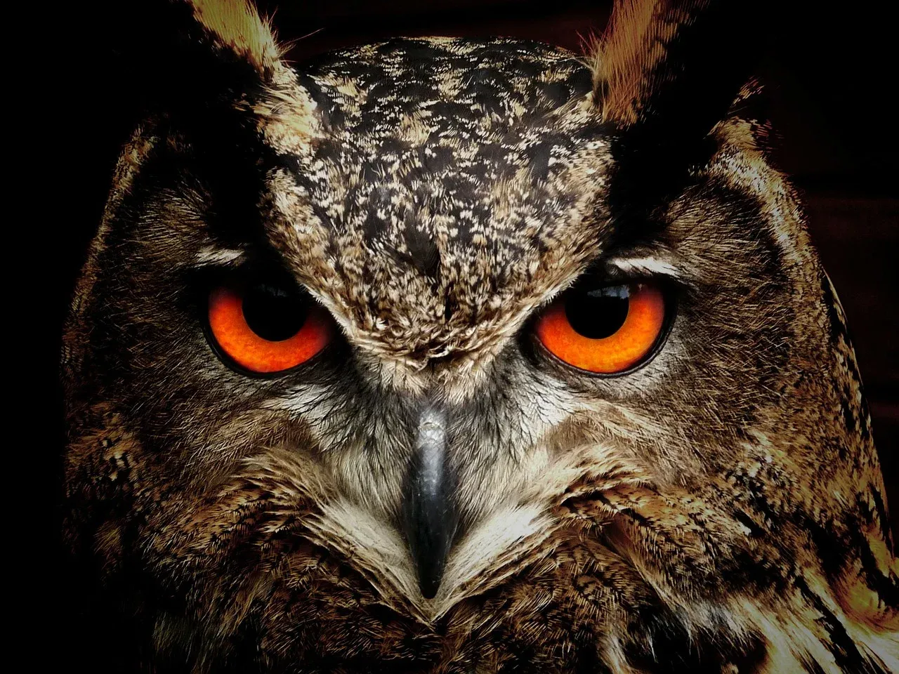 owl-50267_1280.webp