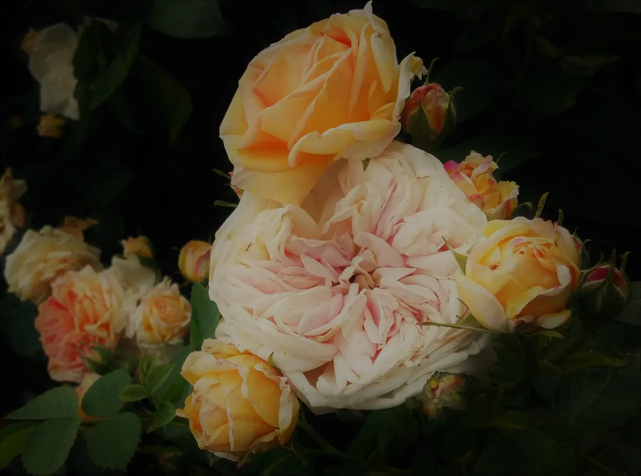 old masters rose.jpg