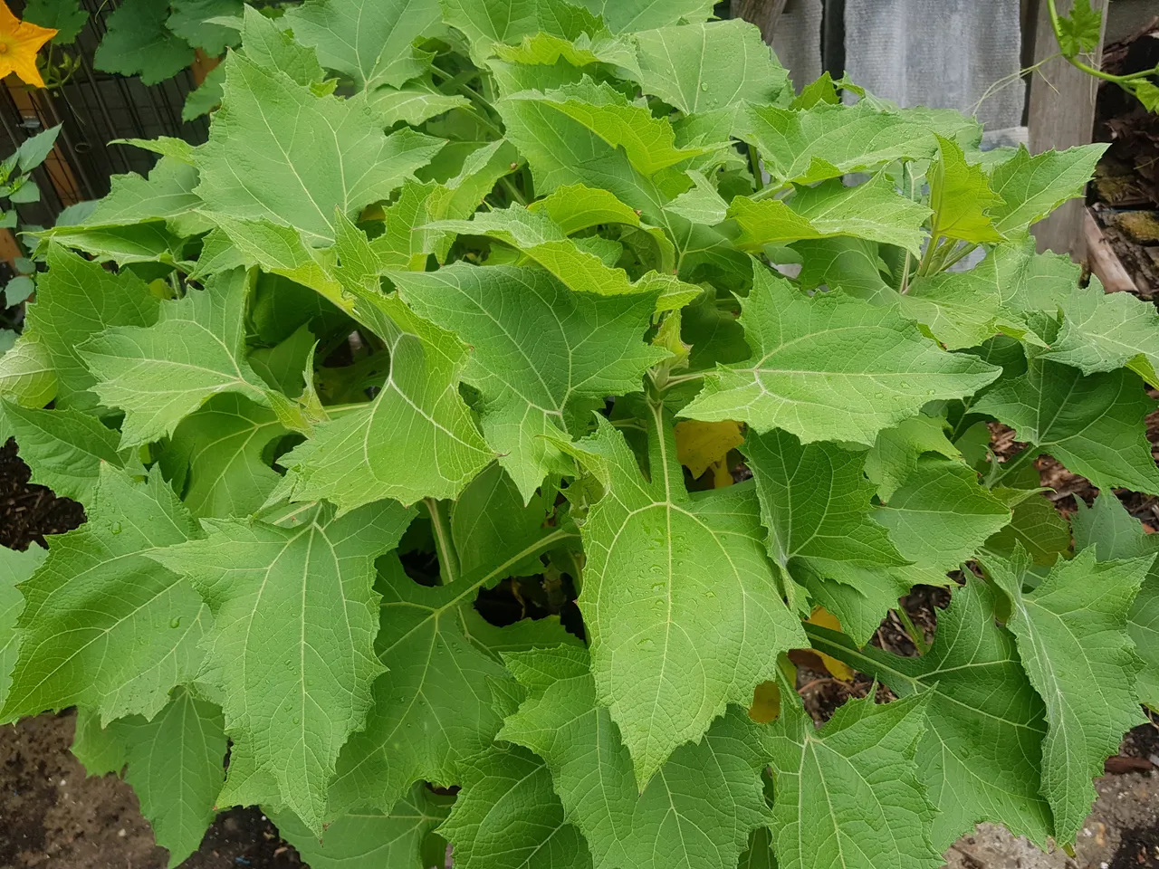 20180814_083207.jpg