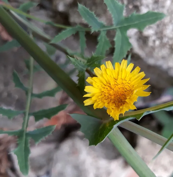 wild lettuce3.jpg