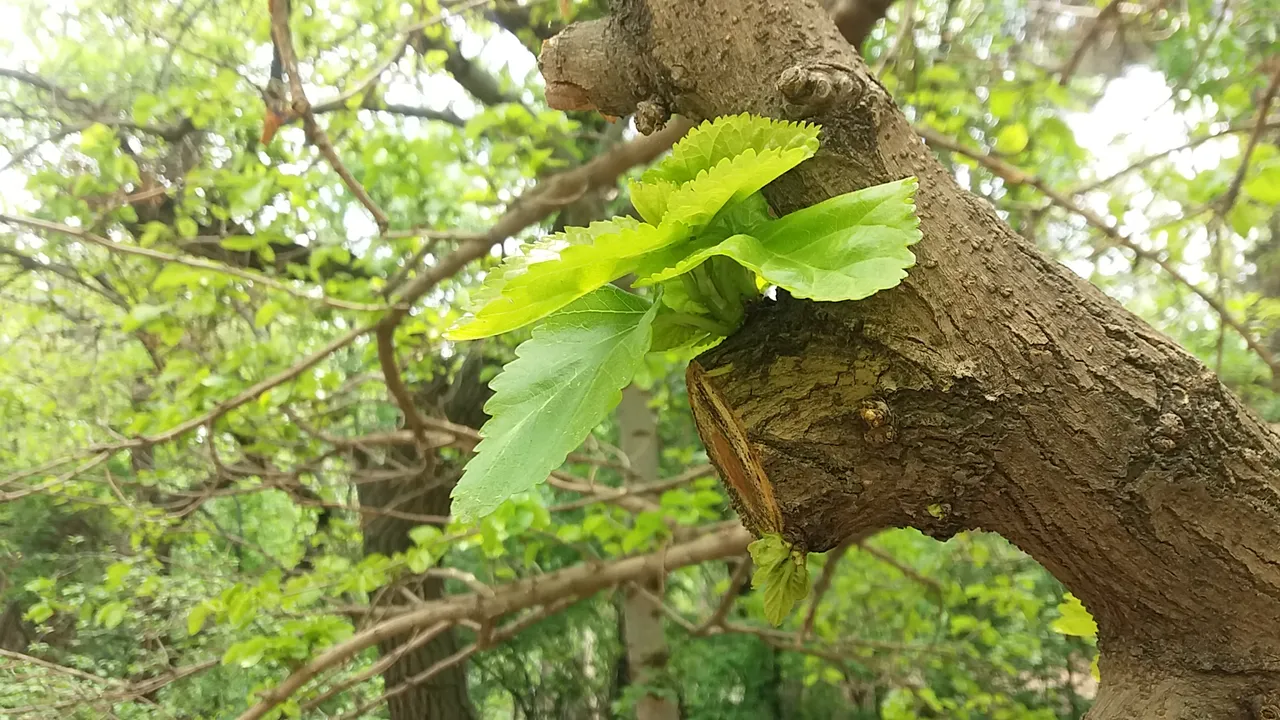 20180424_130406.jpg