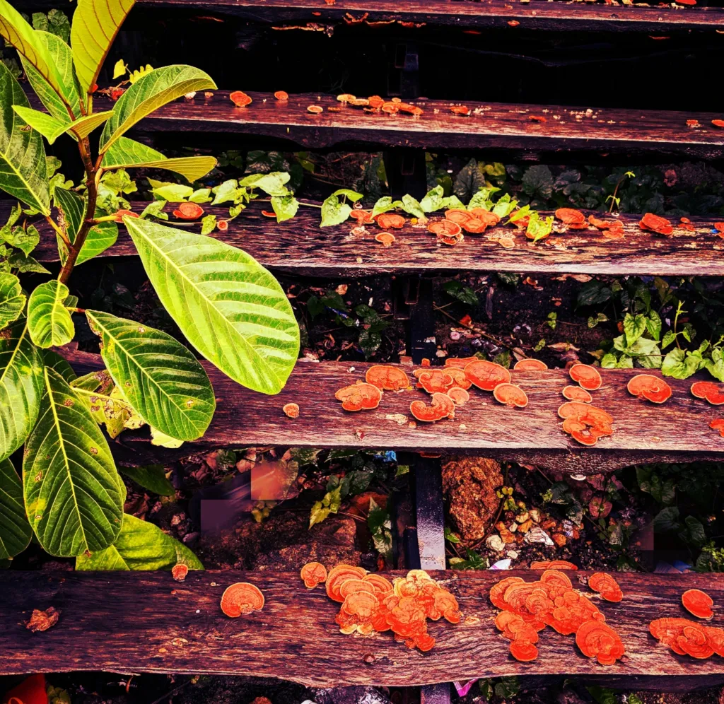 mushroom_stairs.jpg