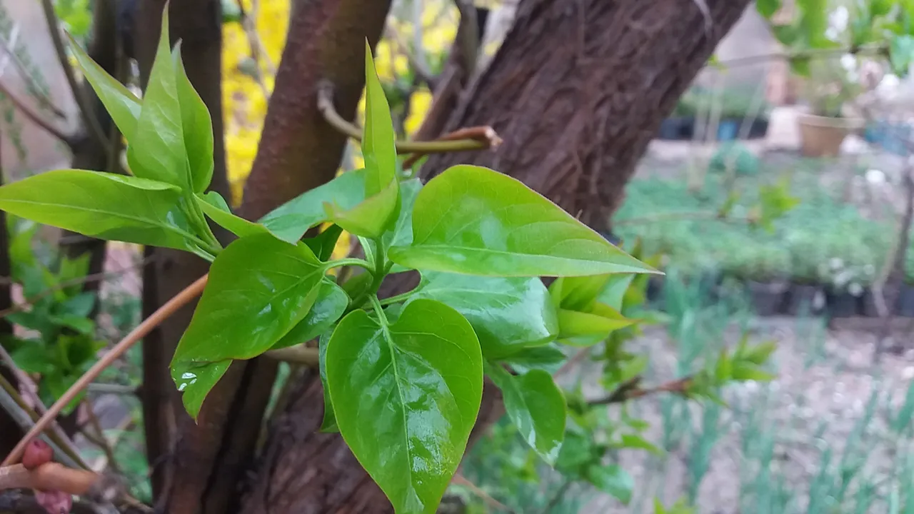 20190401_183433.jpg