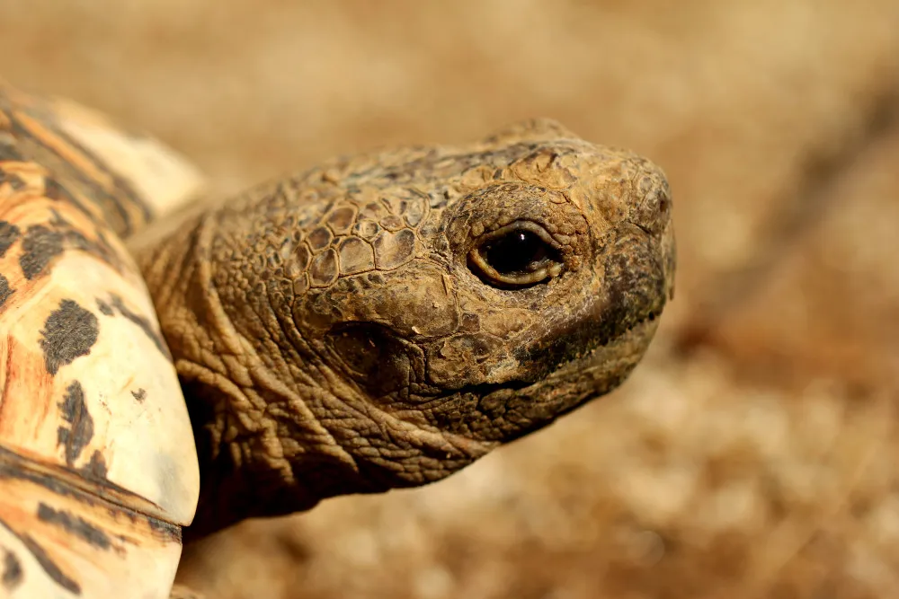 Tortoise_pofile.jpg