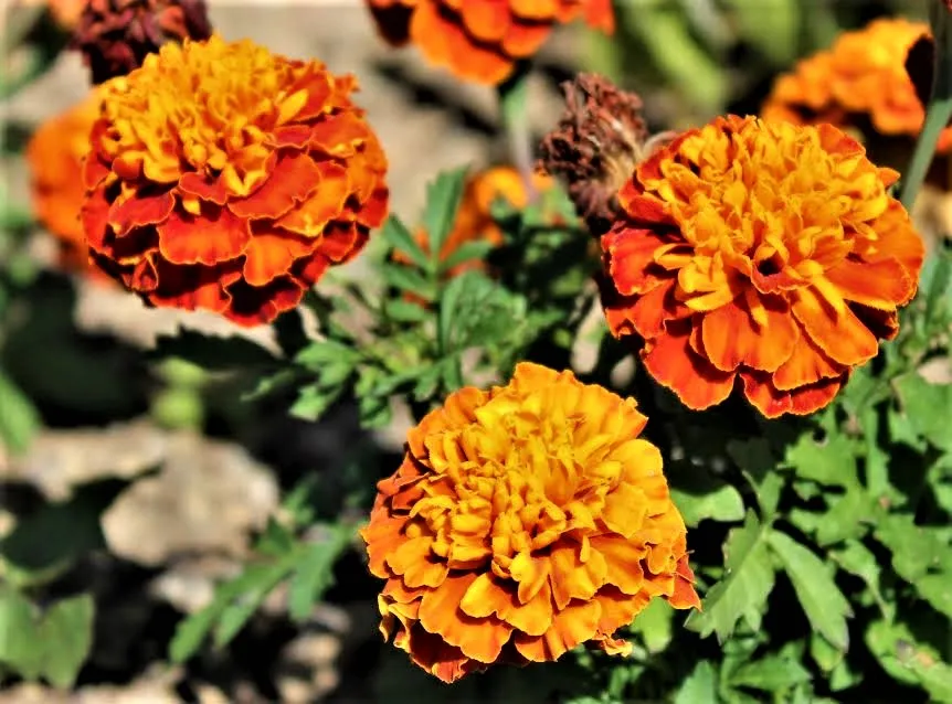 marigolds (2).jpg