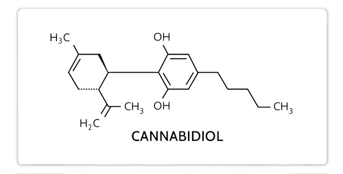 who-studies-CBD.png