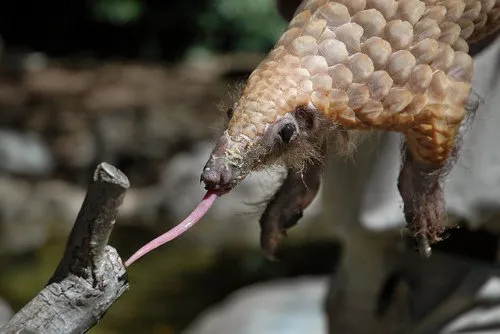 Pangolin-tongue.jpg