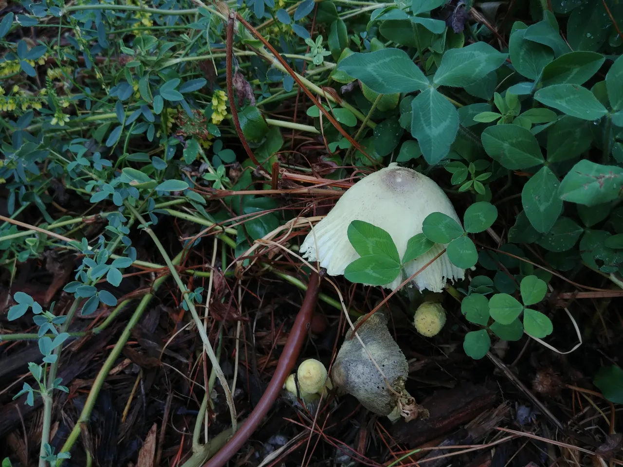 20180710_060902.jpg