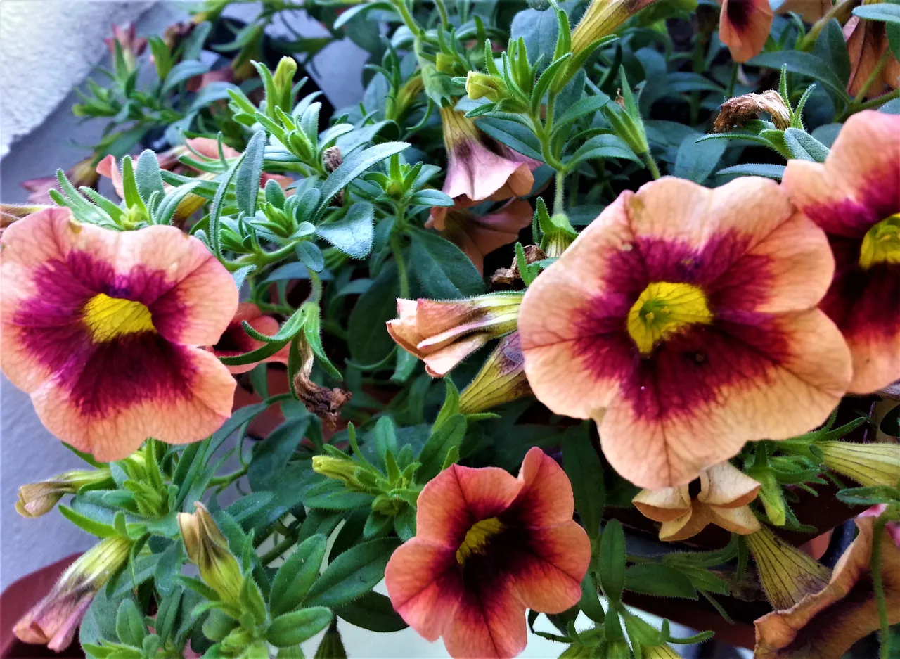 20180530_083324.jpg