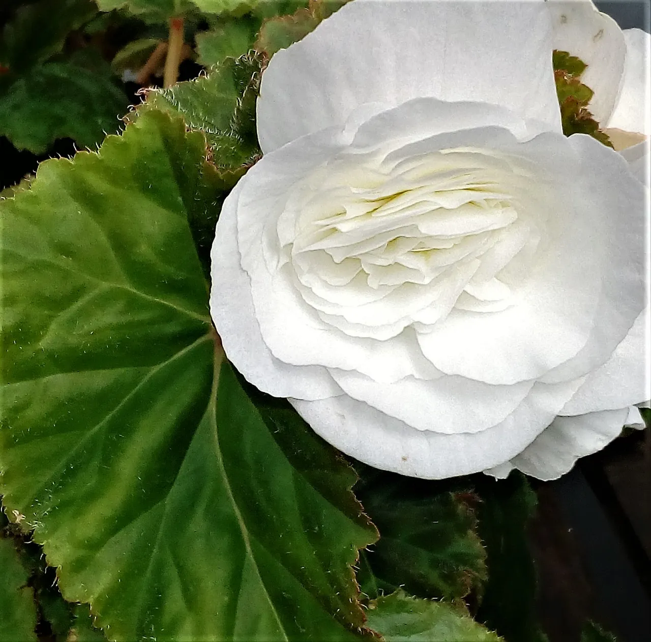 flower petals.jpg