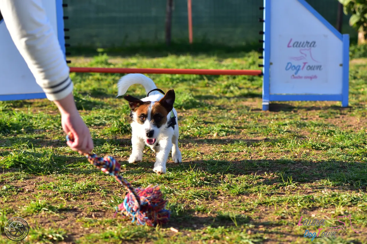 DogAgility_-112.jpg