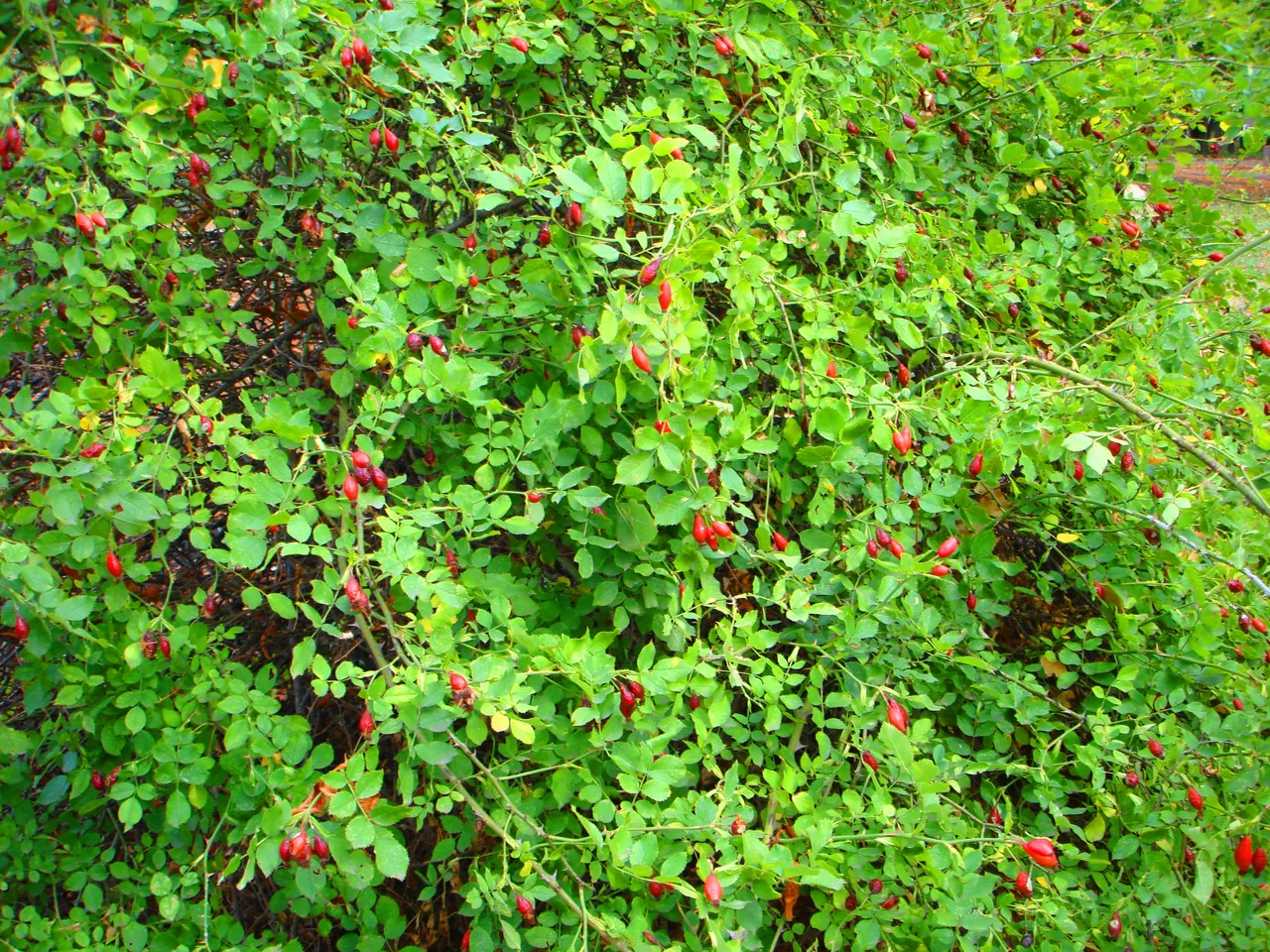 DSC01765-222222.jpg