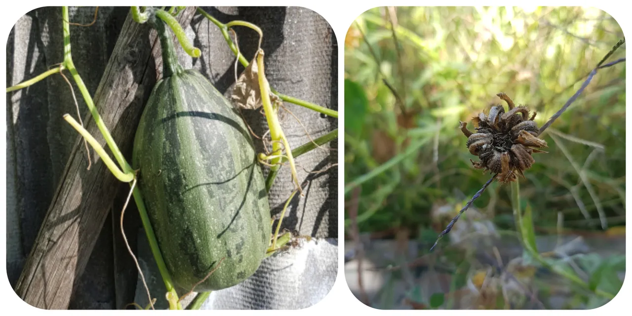 septembergarden.jpg
