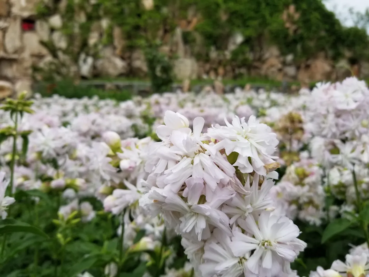 20180617_100326.jpg