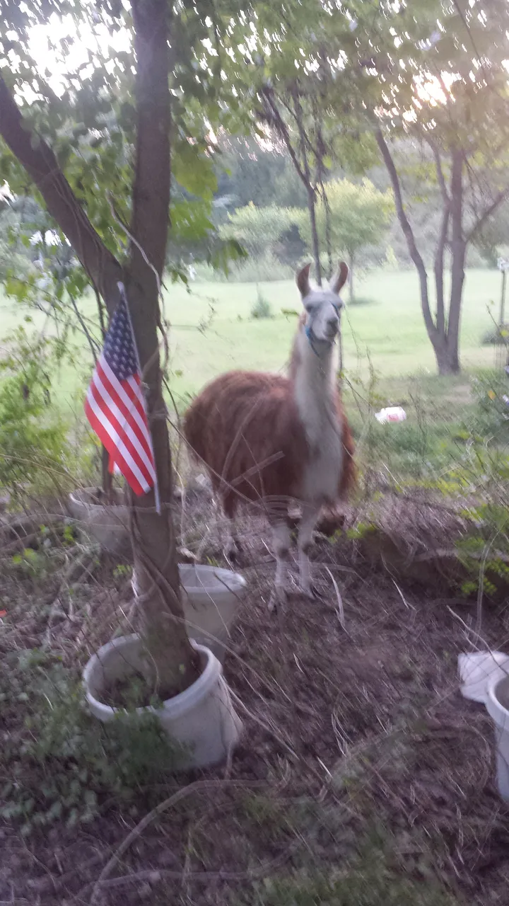 20180825_195148.jpg