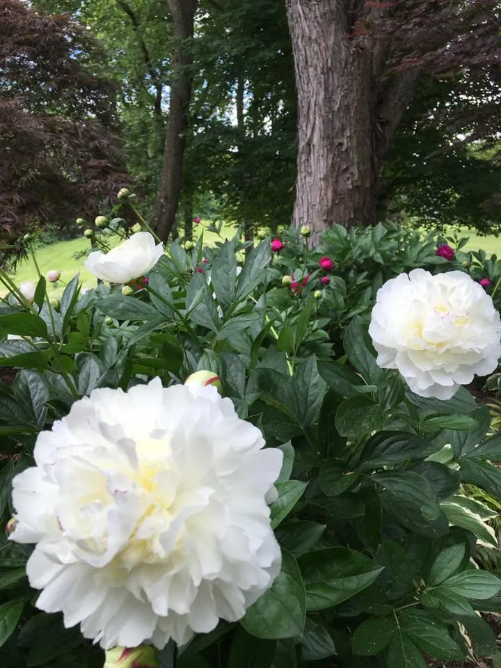 white flowers.jpg