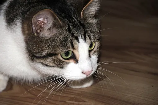 cat-565451__340.jpg
