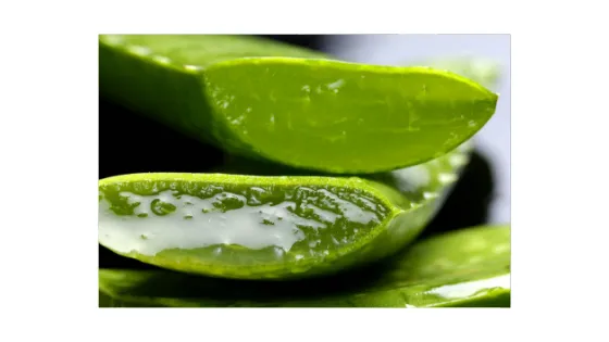 aloe vera 1.png