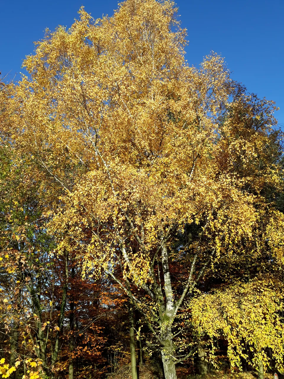 20181111_152942.jpg