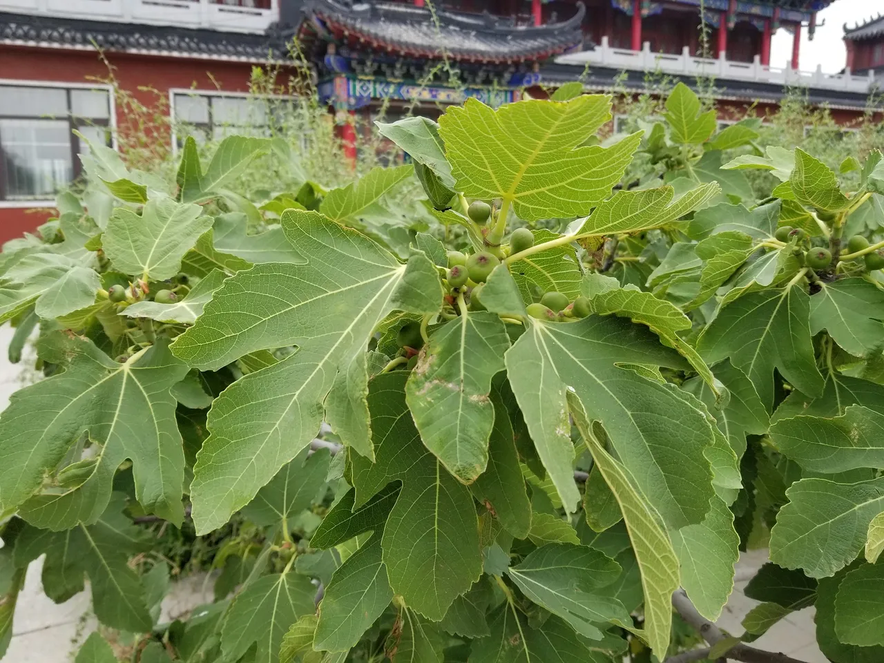 20180617_100252.jpg