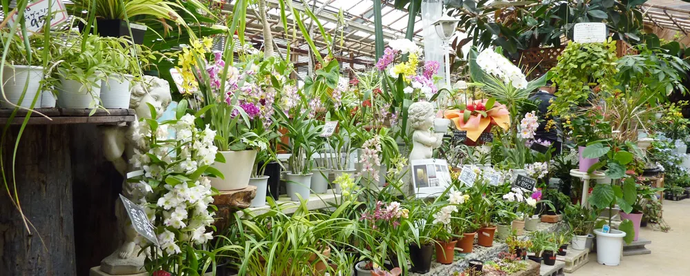 Orkid plant-4.jpg