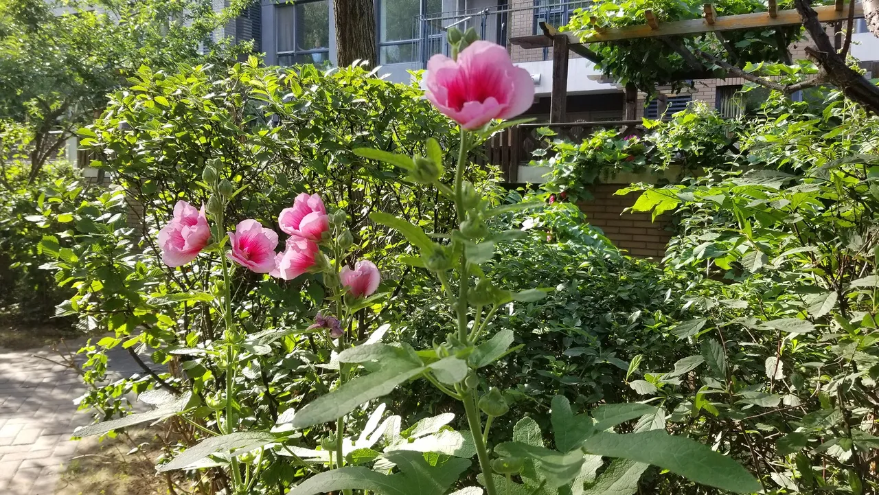 20180623_162105.jpg