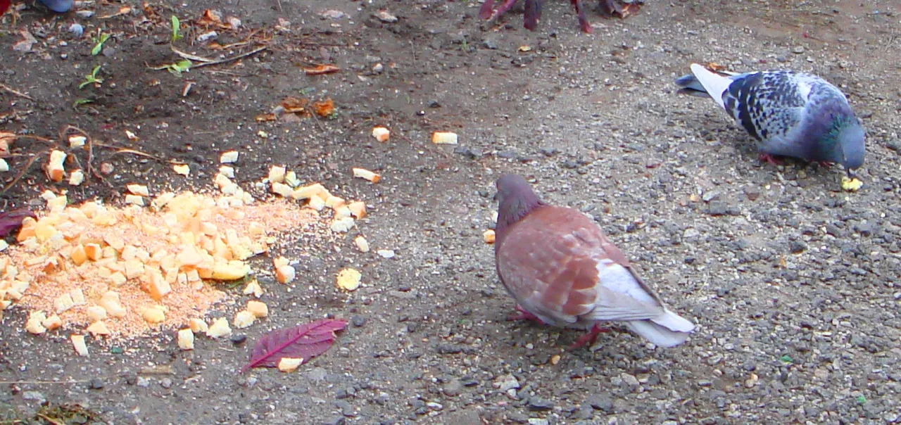 DSC00073-222222.jpg