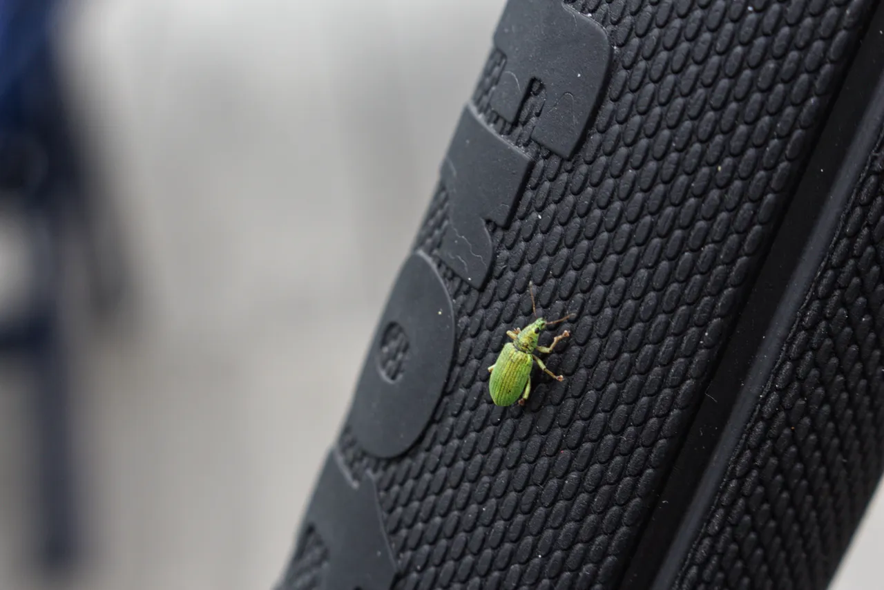 greenBug1@0.25x.png