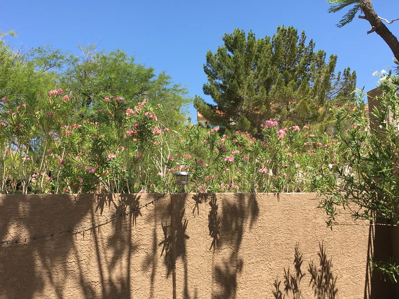 oleander pink.JPG