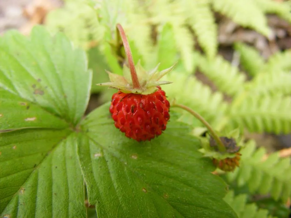 IMG182602_45116.jpg