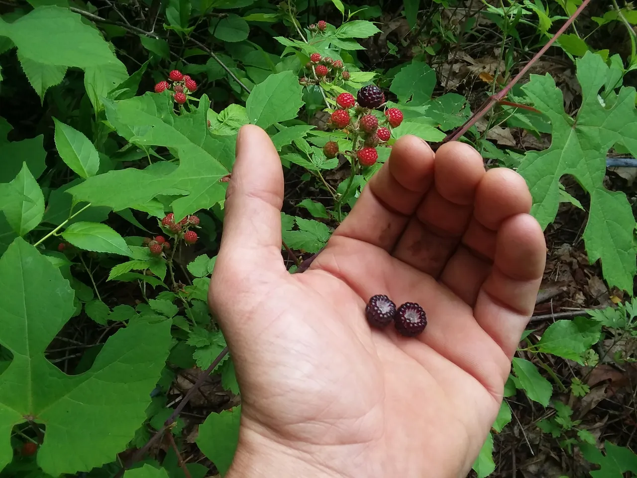20180624_082635.jpg