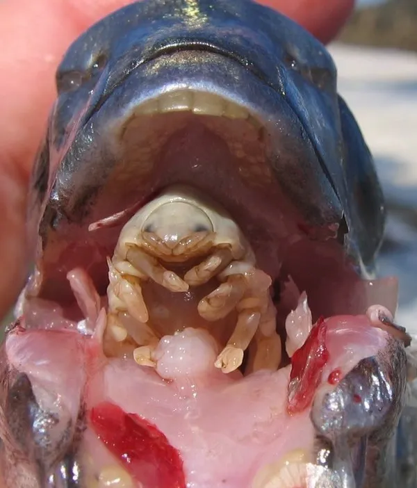 Cymothoa-exigua.jpg