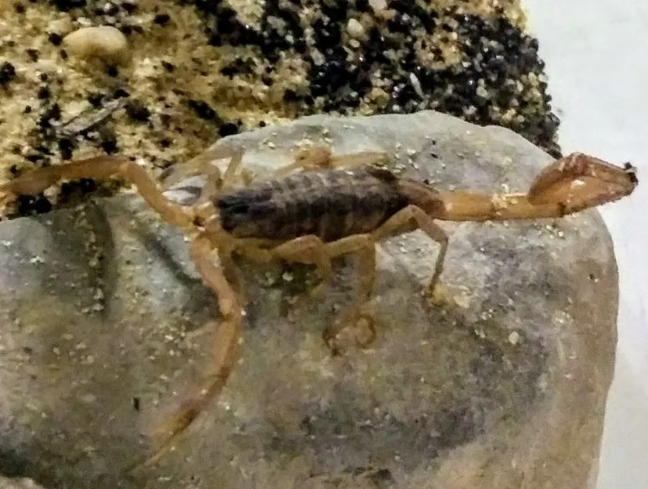 scorpion king.png