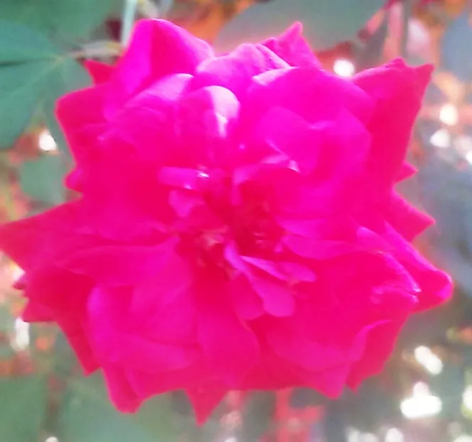 20180908_082257.jpg