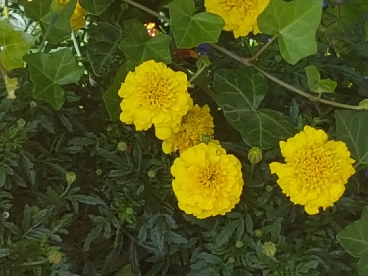 20180809_090526.jpg