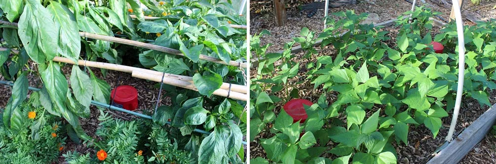 red_homestead18.jpg