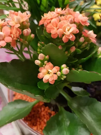 20180904_184045.jpg