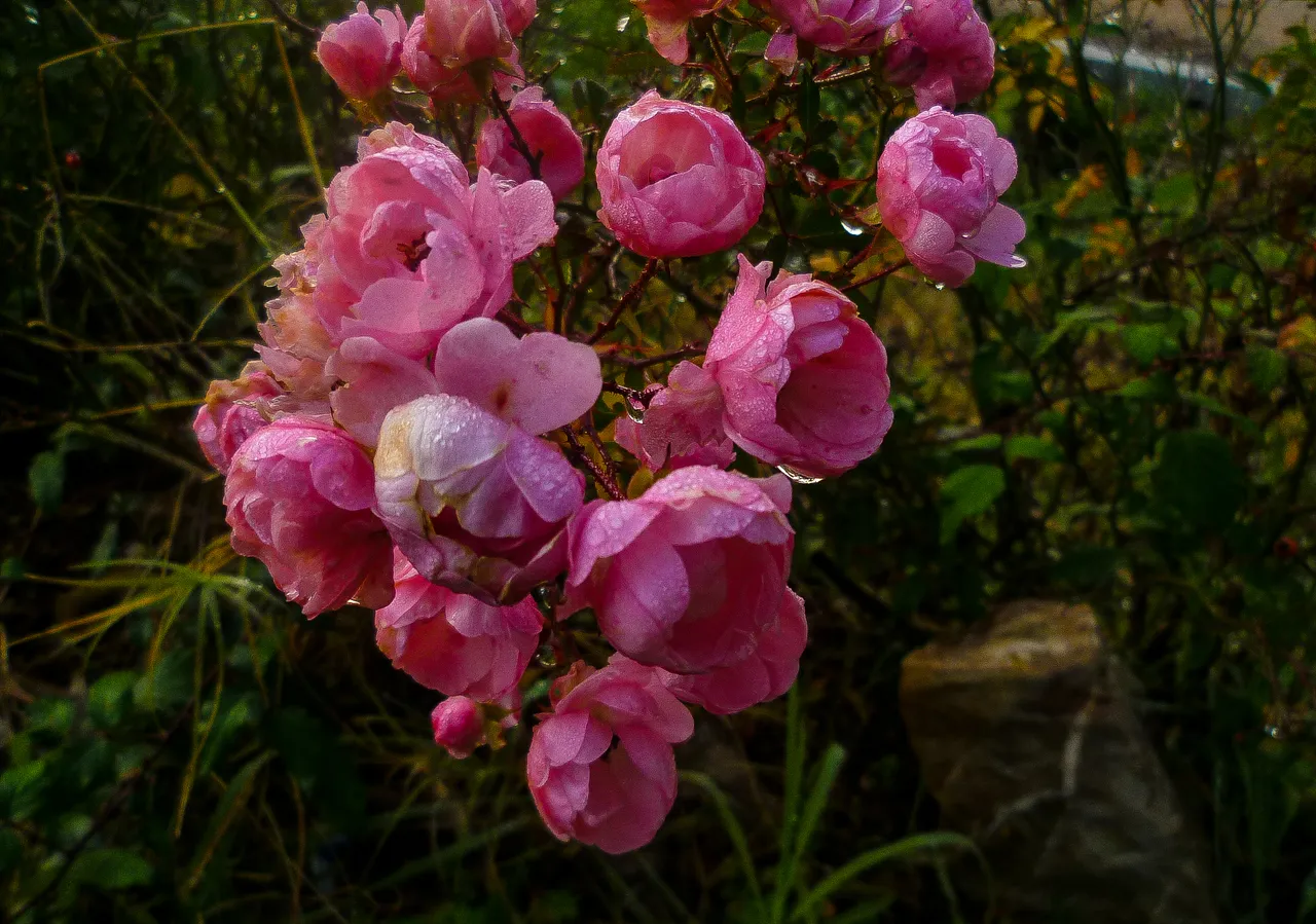 P1020502_edited.jpg